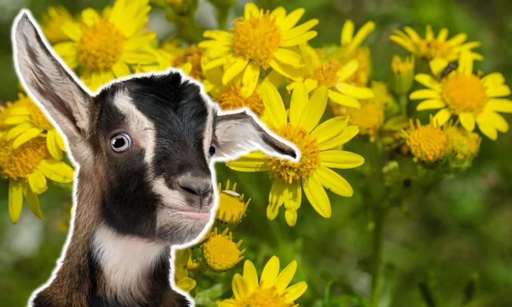 Can Goats Eat Ragwort?