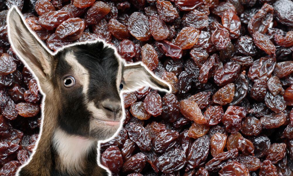 Can Goats Eat Raisins?