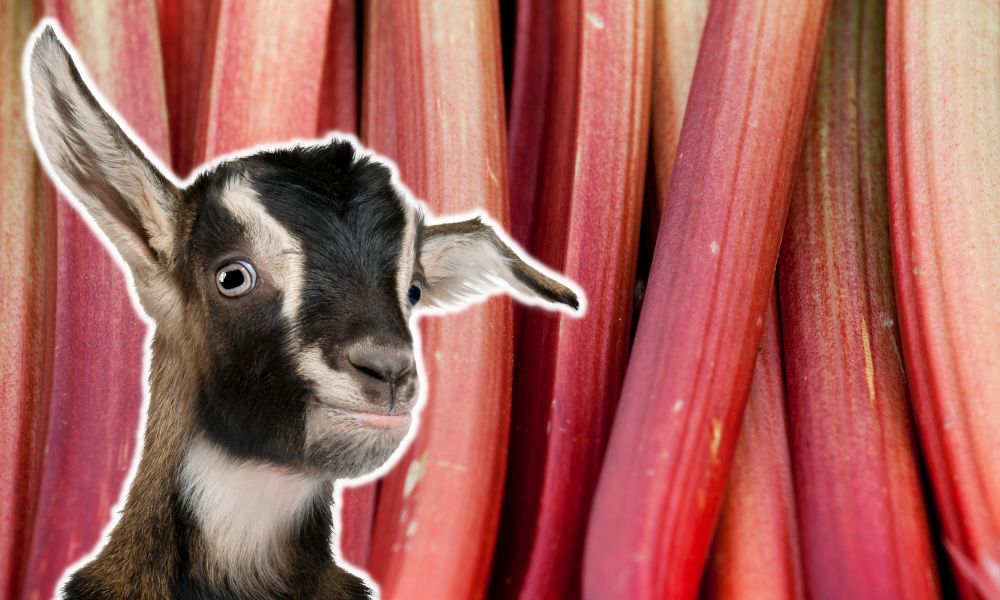 Can Goats Eat Rhubarb?