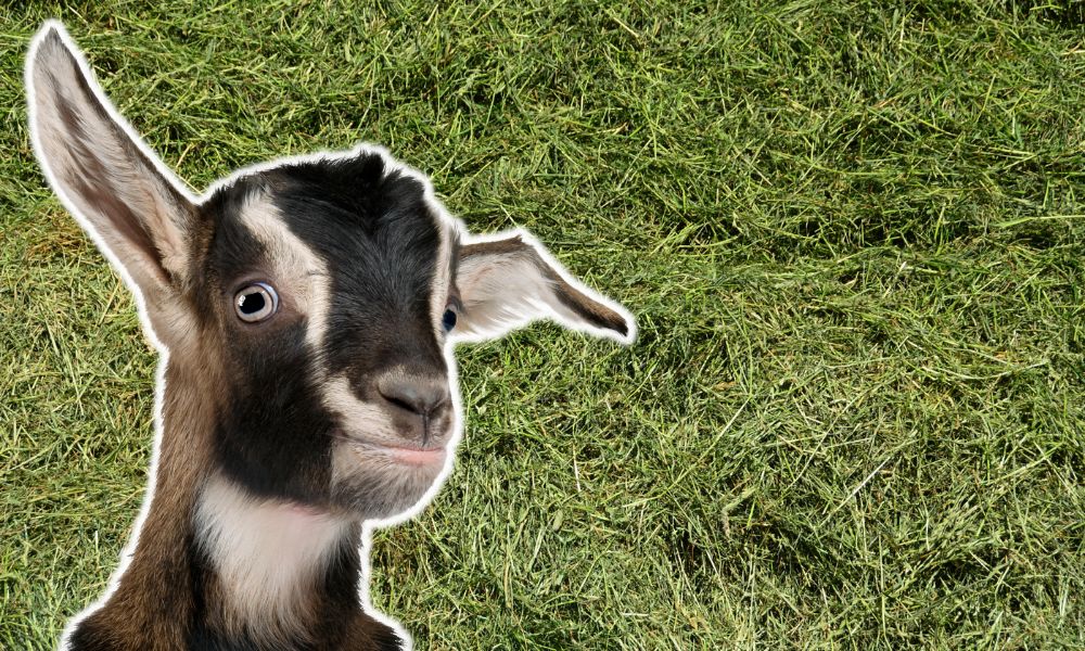 Can Goats Eat Silage?