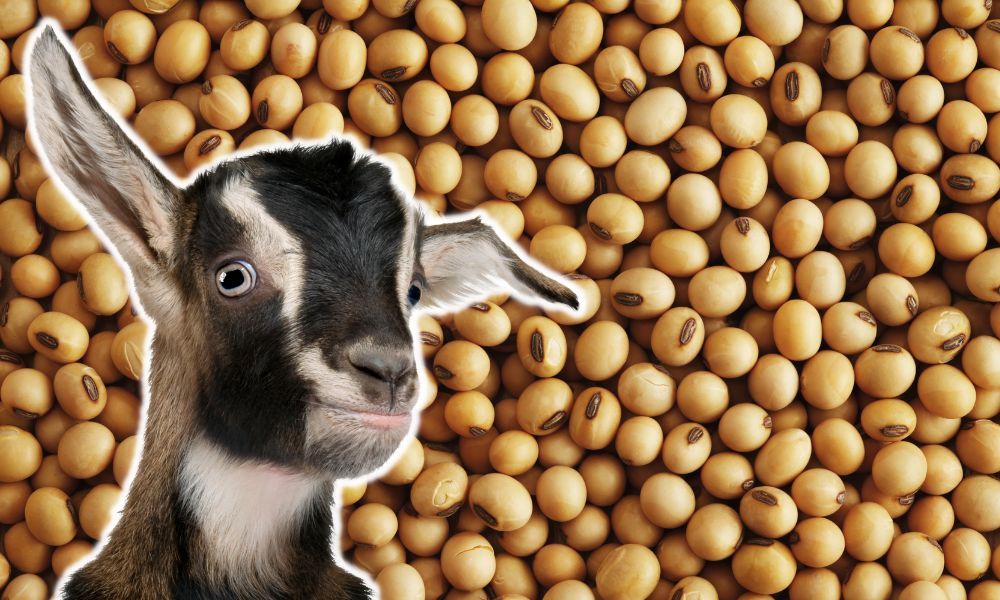 Can Goats Eat Soybeans?