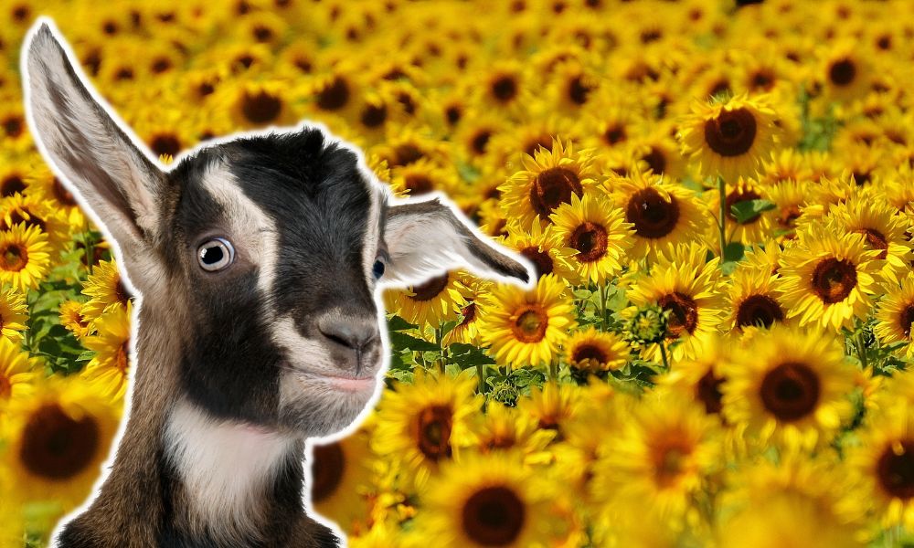 Can Goats Eat Sunflowers?