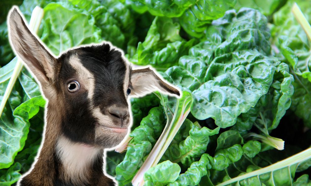 Can Goats Eat Swiss Chard?