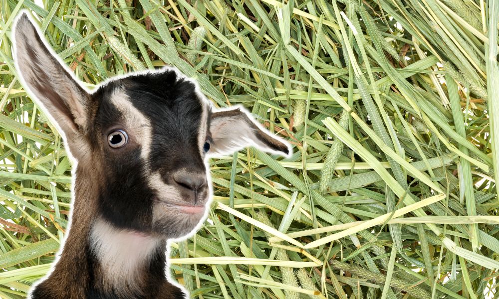 Can Goats Eat Timothy Hay?