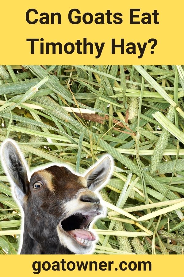 can-goats-eat-timothy-hay-find-out-goat-owner