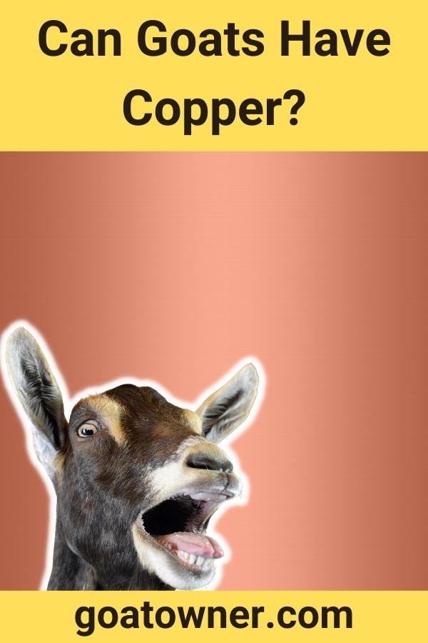 Can Goats Have Copper?