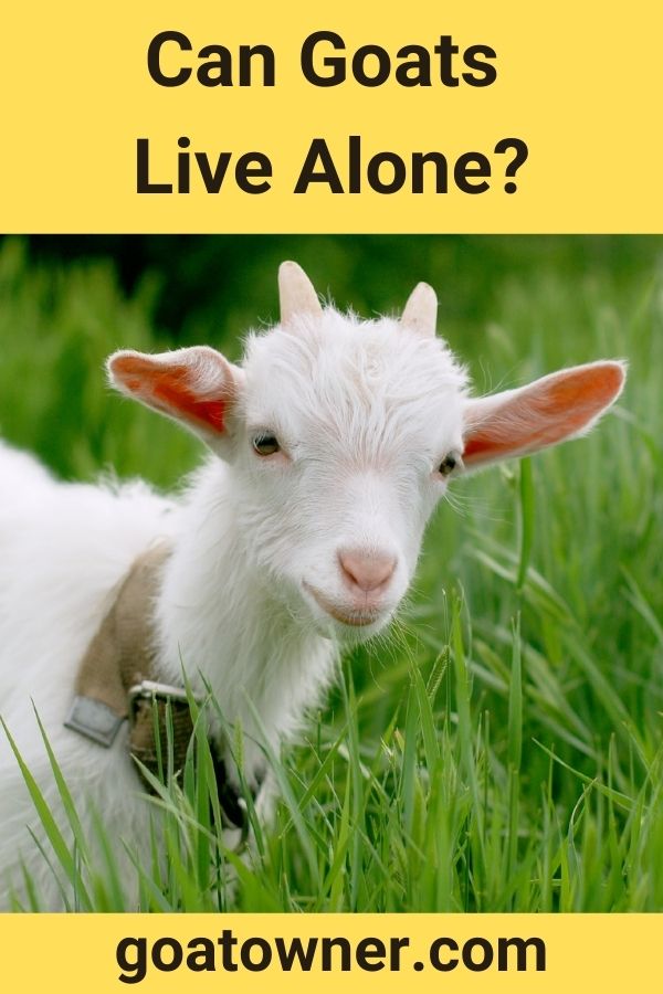 Can Goats Live Alone Or Do They Need Company Goat Owner