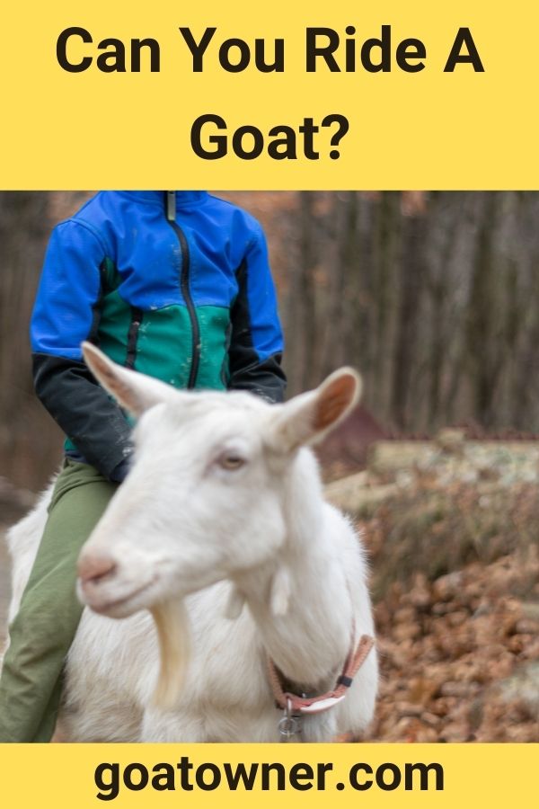 Can You Ride A Goat