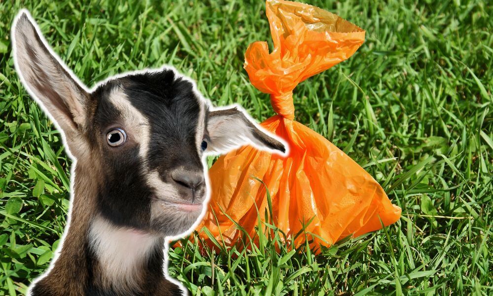 Do Goats Eat Dog Poop?