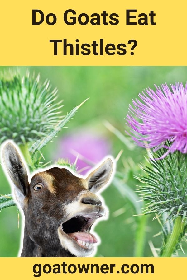 Do Goats Eat Thistles? (Are Thistles Safe For Goats?) Goat Owner