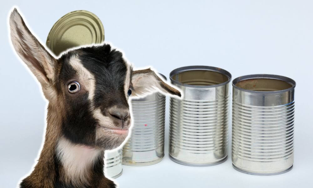 Do Goats Eat Tin Cans?