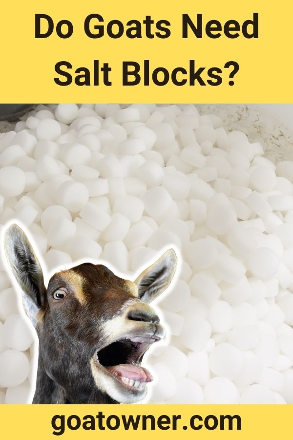 Do Goats Need Salt Blocks?