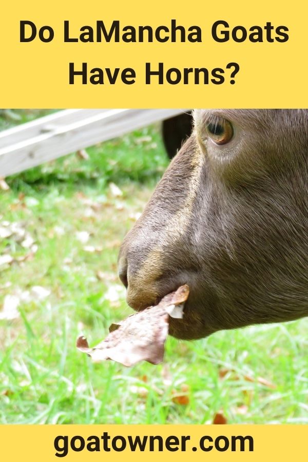Do LaMancha Goats Have Horns?