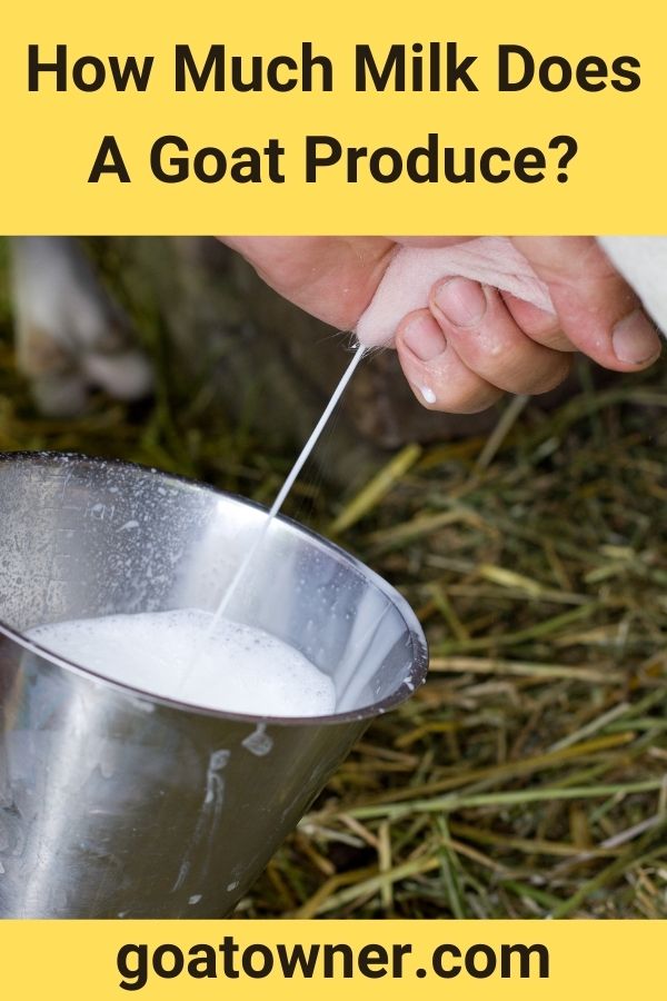 How Much Milk Does A Goat Produce?