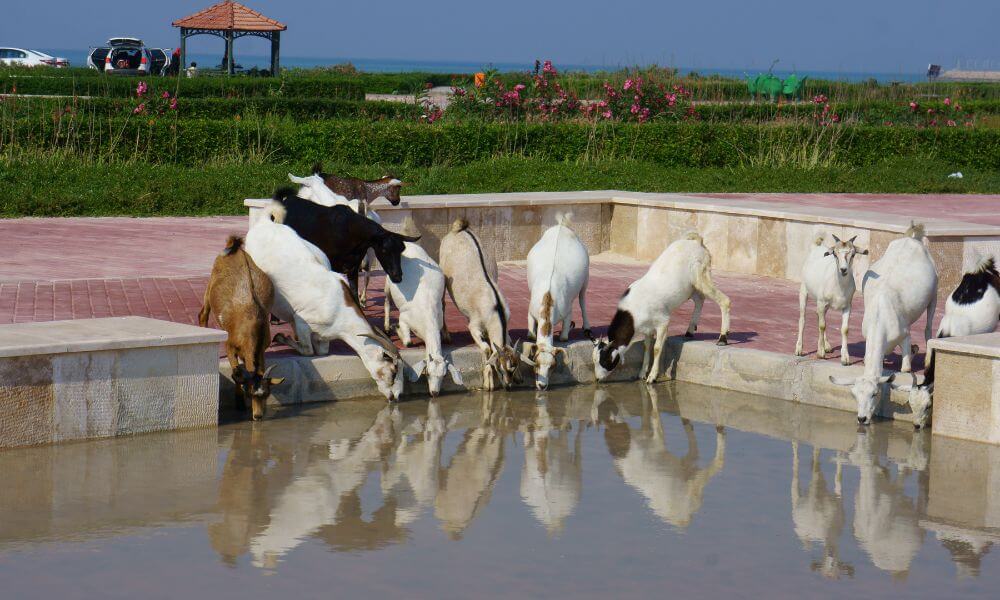 How Much Water Does A Goat Drink Per Day?