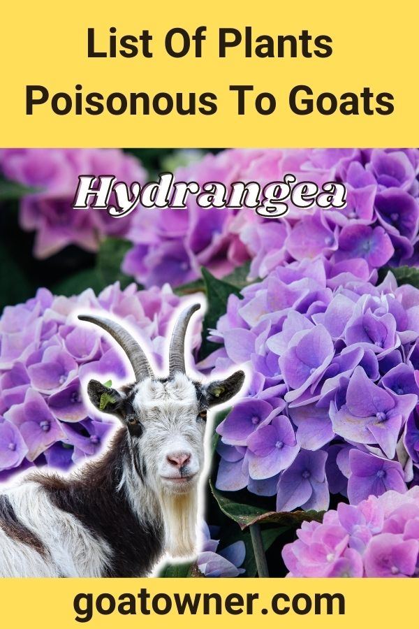List Of Plants Poisonous To Goats