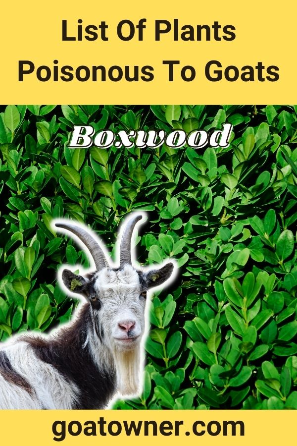 List Of Plants Poisonous To Goats