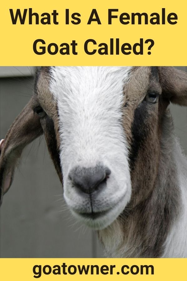 What Is A Female Goat Called?