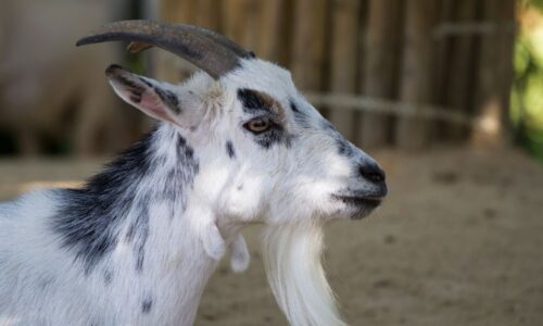What Is A Male Goat Called? (Answered!)