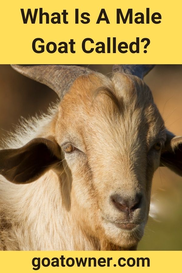 What Is A Goat Farmer Called