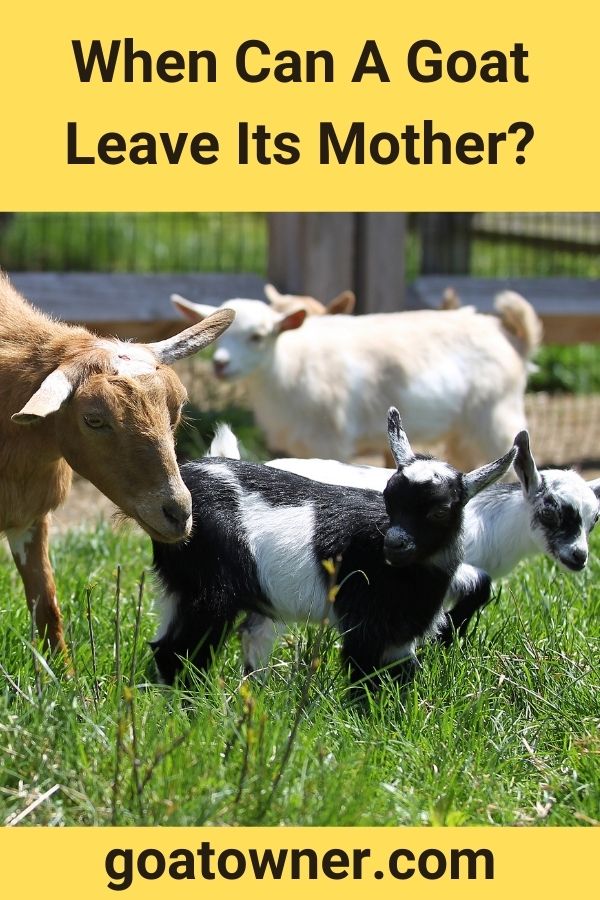 When Can A Goat Leave Its Mother?