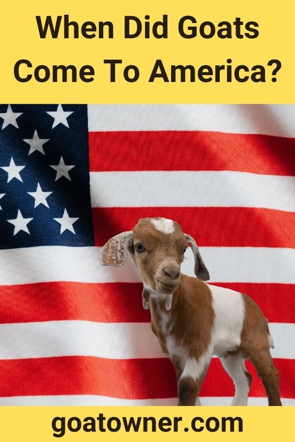 When Did Goats Come To America?