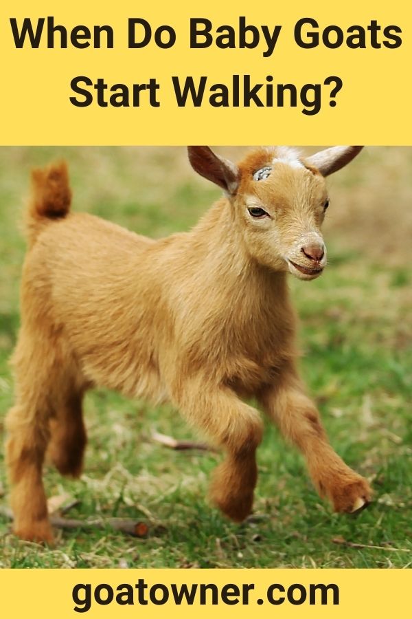 When Do Baby Goats Start Walking?