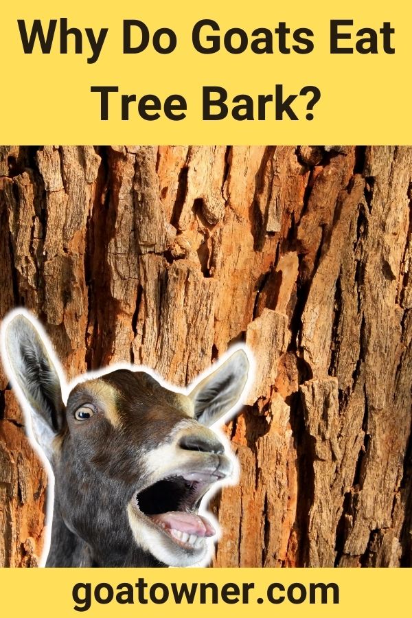 Why Do Goats Eat Tree Bark?