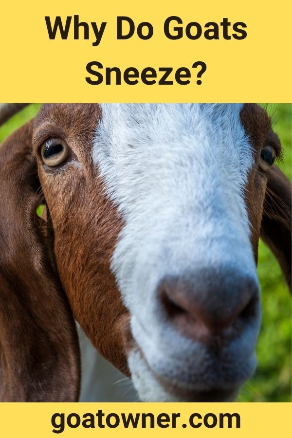 Why Do Goats Sneeze?