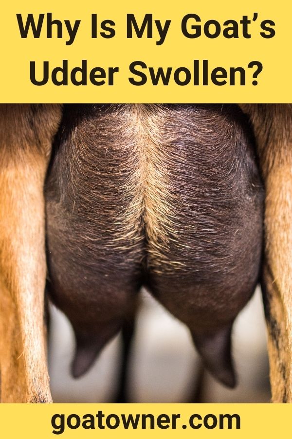 Why Is My Goat’s Udder Swollen