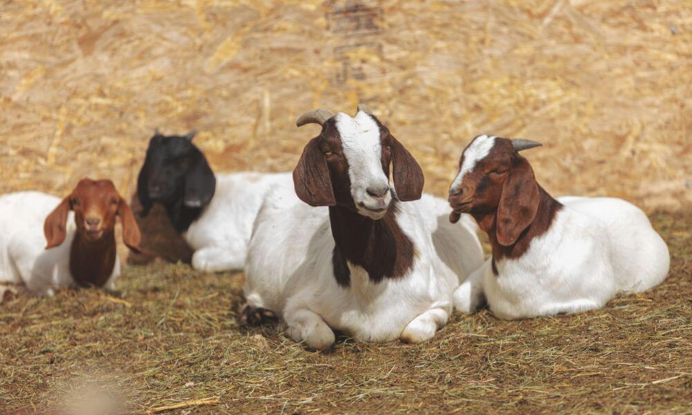 Are Boer Goats Seasonal Breeders?