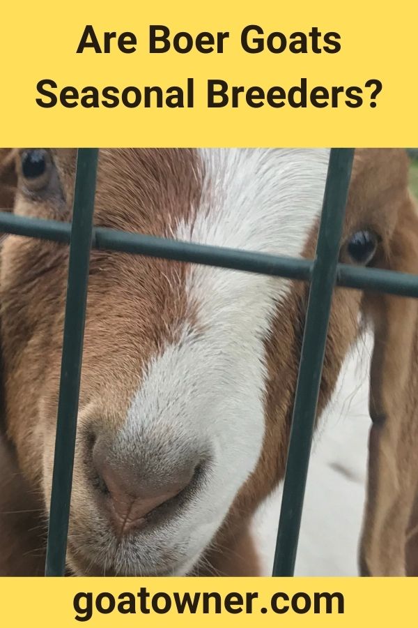 Are Boer Goats Seasonal Breeders? (Answered!) Goat Owner