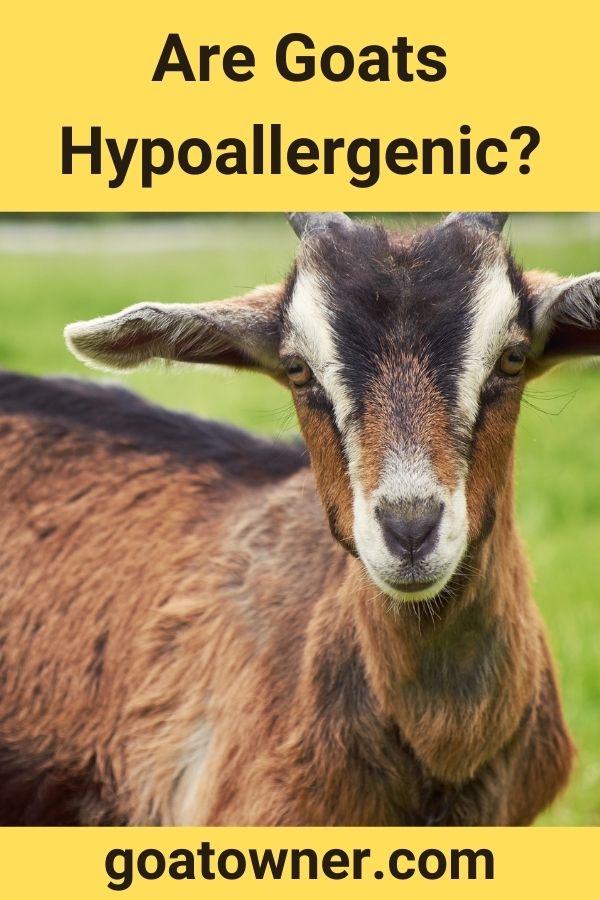 Are Goats Hypoallergenic