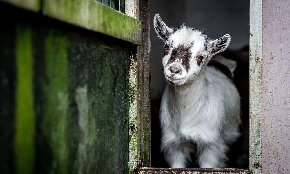 Are Pygmy Goats Good Pets