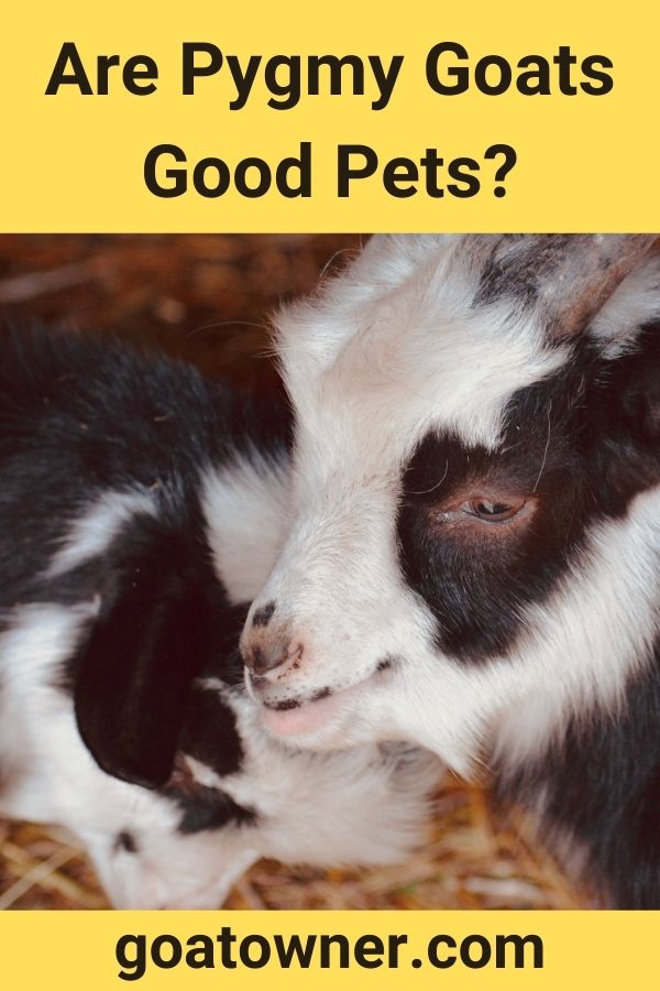 Are Pygmy Goats Good Pets? (Find Out!) - Goat Owner