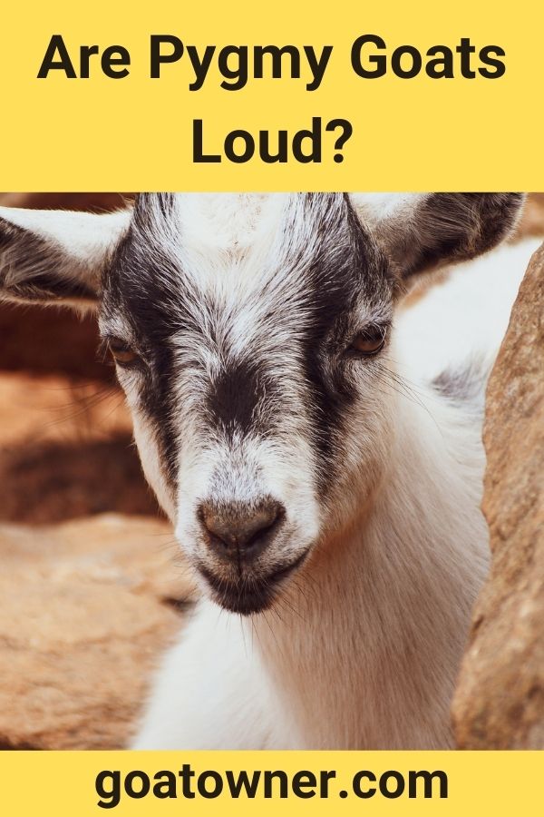 Are Pygmy Goats Loud?