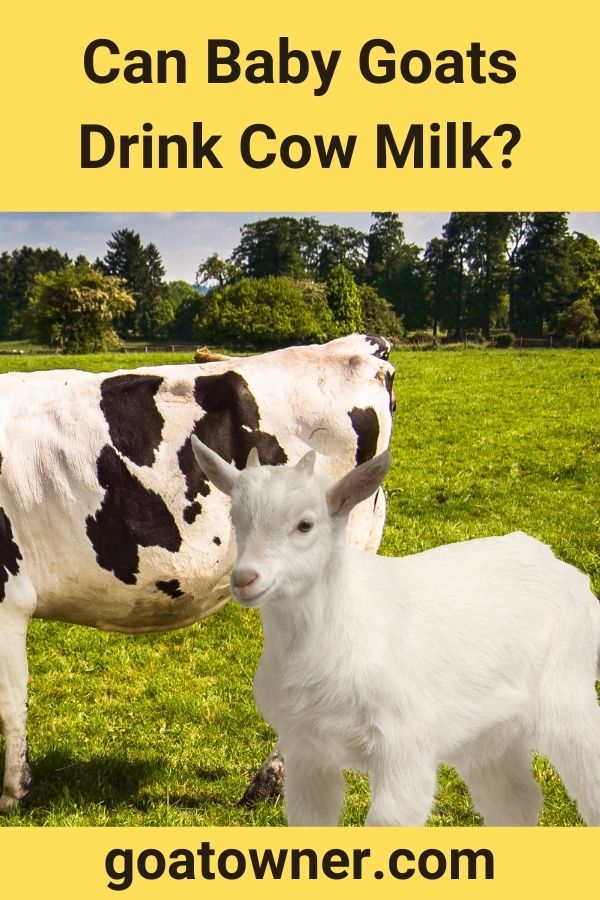 Can Baby Goats Drink Cow Milk?