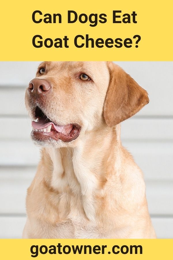 Can Dogs Eat Goat Cheese? (Revealed!) - Goat Owner