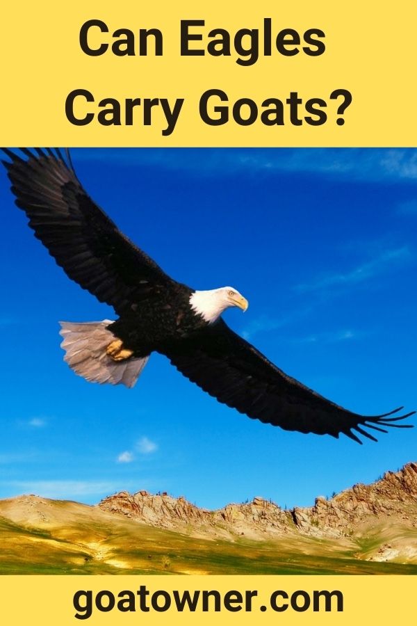 Can Eagles Carry Goats?