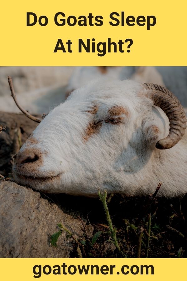 Do Goats Sleep At Night?