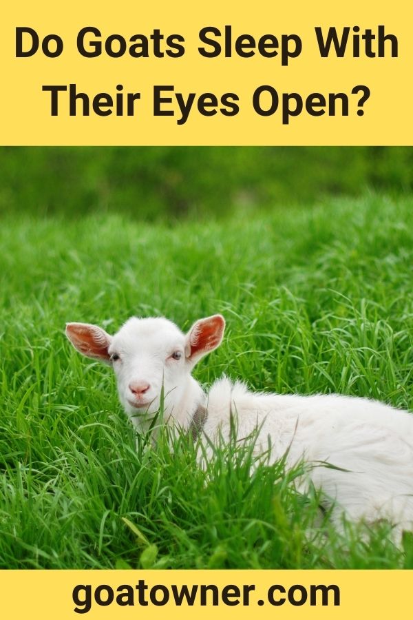 Do Goats Sleep With Their Eyes Open?