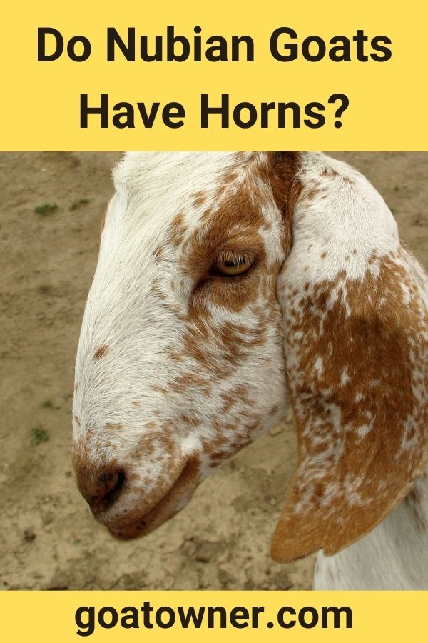 Do Nubian Goats Have Horns?