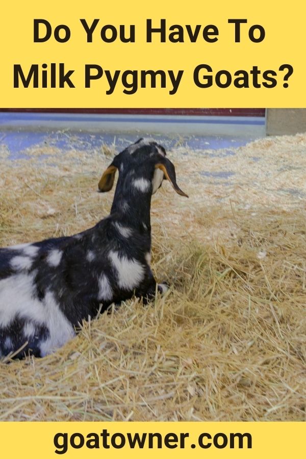 Do You Have To Milk Pygmy Goats? (Answered!) - Goat Owner