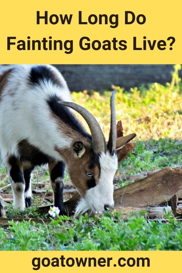 How Long Do Fainting Goats Live?