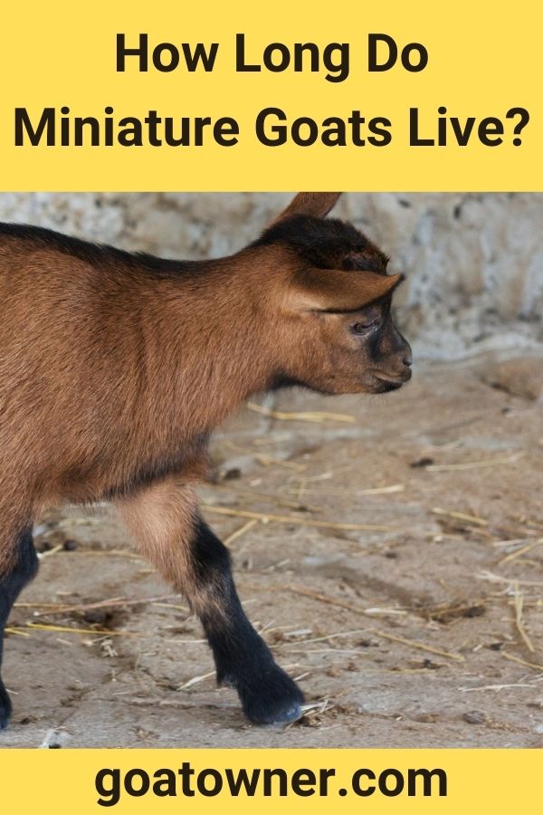 How Long Do Miniature Goats Live?