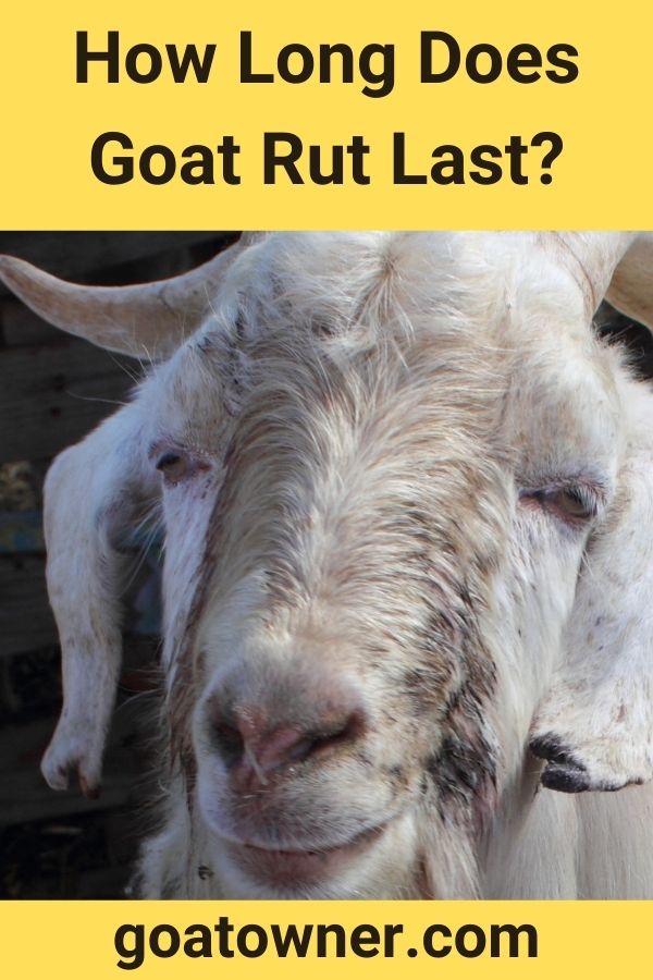 How Long Does Goat Rut Last