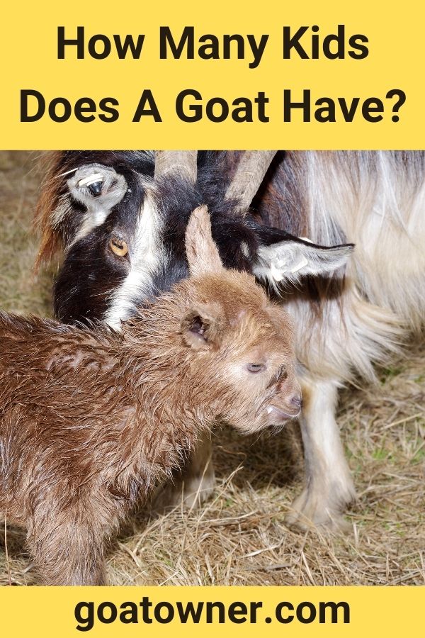 How Many Kids Does A Goat Have?
