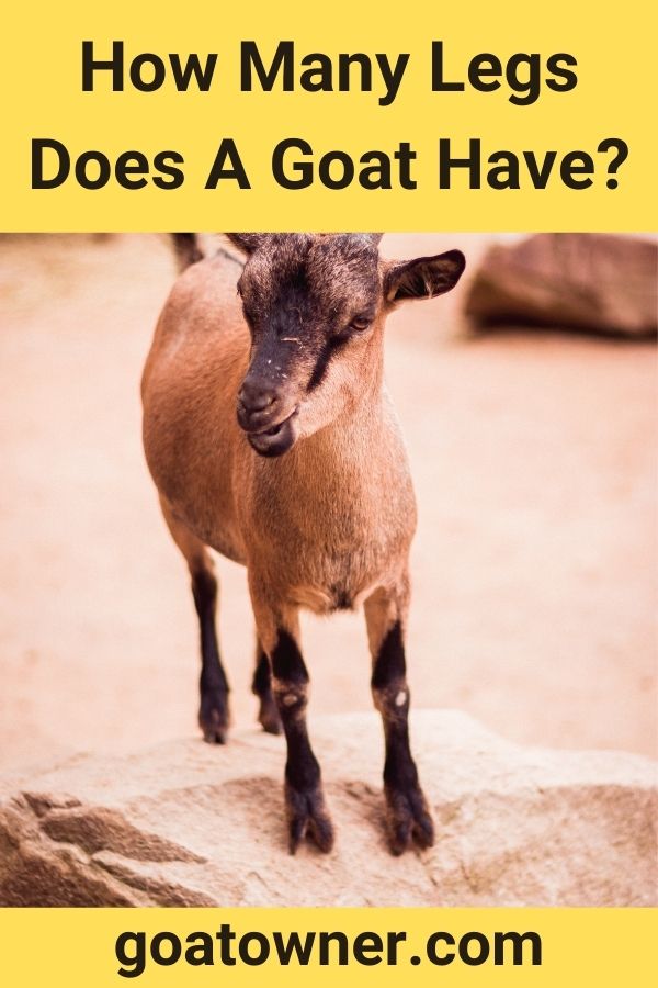 How Many Legs Does A Goat Have