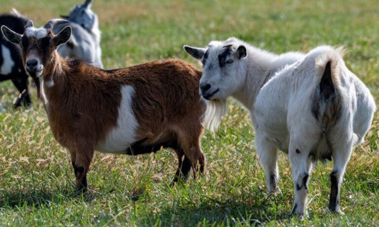 How Much Are Pygmy Goats? (Answered!) - Goat Owner