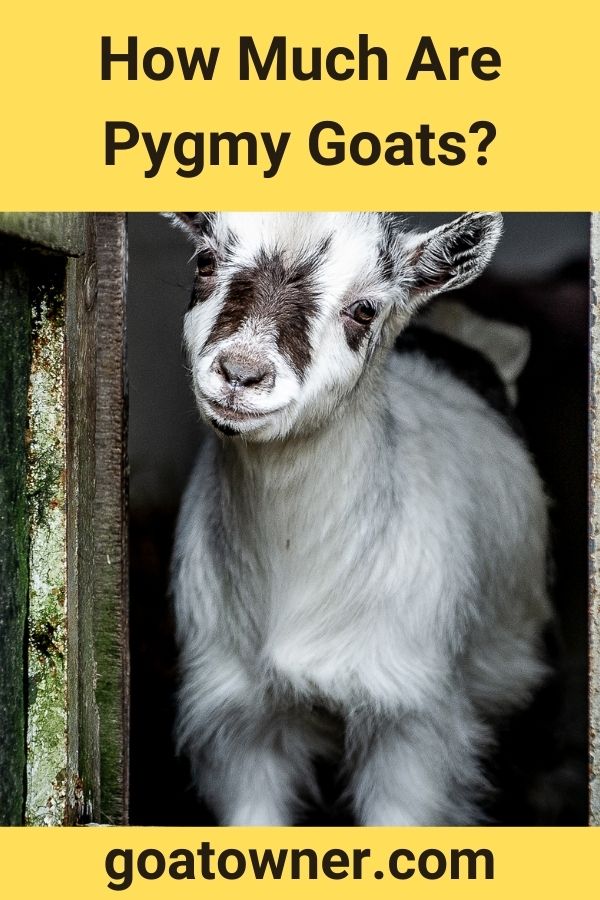 How Much Are Pygmy Goats? (Answered!) - Goat Owner